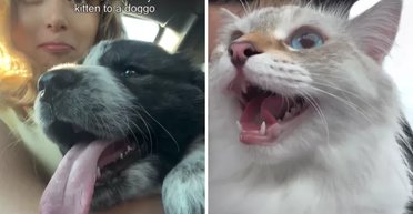 Женщина познакомила кошку с новым любимцем: она не была готова к такой реакции животного (видео)