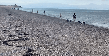 Ловили голими руками: "мільйони" риб, що стрибають, викинуло на берег (фото)