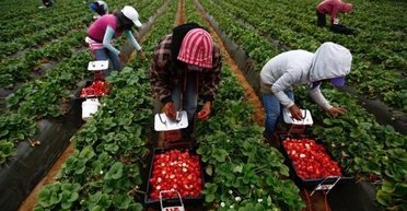 "Людей становится все меньше": в Украине клубнику скоро будут собирать непальцы и индусы, — эксперт