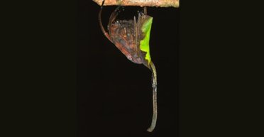 Мастера маскировки и обмана: на Земле есть существо, притворяющееся засохшим листом (видео)