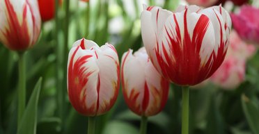 Тюльпаны не едят: ученые предостерегают от опасного тренда в TikTok (видео)