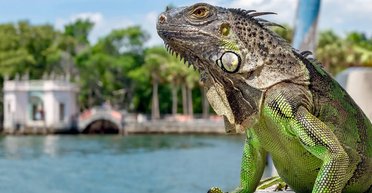 Тотальная оккупация: в США призвали охотится на игуан и рассказали, как их готовить