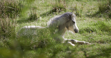 "Переходять всі межі": туристи та любителі селфі змусили поні розбитися з обриву