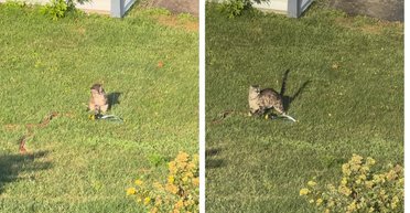 "Не планирует сдаваться": женщина увидела, что делает ее кот в соседском дворе (видео)