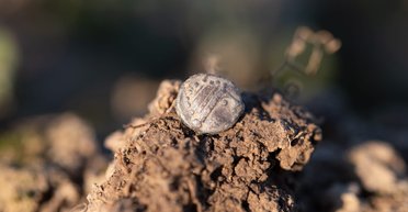 Сотні кельтських монет і ювелірних виробів знайшли у Західній Богемії: дослідження триває