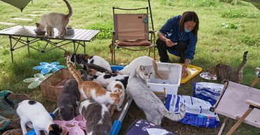 Выдавали за свинину и баранину: в Китае спасли тысячу котов от забоя (фото)