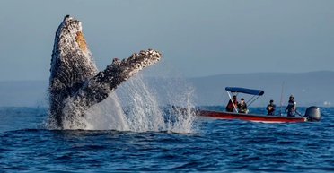 Кит спас ученого от огромной акулы: год спустя гигант и человек вновь встретились (видео)