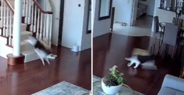 Дівчина встановила камеру для спостереження за тваринами і не могла повірити своїм очам