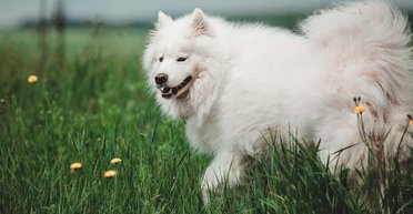 Ученые рассказали, как предотвратить ожирение у домашних животных