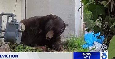 Величезний ведмідь місяць жив у будинку американця, відмовляючись виселятись: як розселяли "квартирантів"