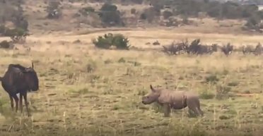 Акуна-матата в реальному житті: дитинча носорога вирішило погратися з антилопою гну (відео)