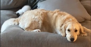 Господар великого собаки приніс додому кошеня: знайомство пішло не за планом (відео)