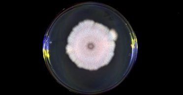 Не варто вірити усьому, що говорять: дезінформацію вперше використовували зовсім не люди (відео)