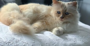 Кішка Карла Лагерфельда знялася в рекламі швейцарських годинників (фото)