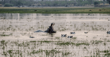 Затиснутий у пащі звіра: величезний бегемот розчавив африканського рейнджера (фото)