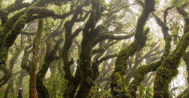 Дерева і рослини не рятують Землю: вони забруднюють повітря, як і люди