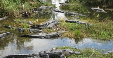 Ров с крокодилами: Трамп показал новый лагерь для нелегалов "Аллигатор Алькатрас"