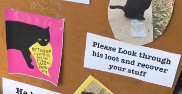 В Техасе обнаружили кошку, которая ворует вещи у своих соседей (видео)