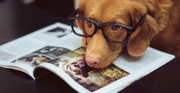 Идеальный друг: эксперты назвали топ 5 самых умных пород собак в мире