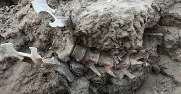 Археологи нашли скелет животного возрастом 1000 лет в мусорной куче: что это дало ученым