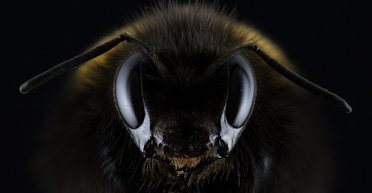 Новая жизнь. 5 видов животных, открытых в 2019 году