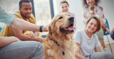 Четырехлапые психотерапевты. Собаки способны снижать стресс у людей на 6 недель и дольше