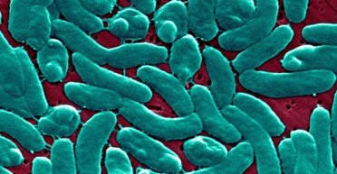 "М'ясоїдні" бактерії вбили 3 людини у двох штатах США: що відомо