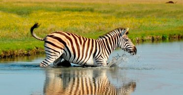 "Аскания-Нова" на Херсонщине просит помочь зебрам и антилопам