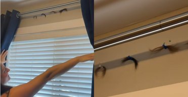 Дівчина відкрила жалюзі в орендованому житлі та побачила те, до чого не була готова (відео)