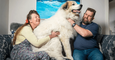 Гигантскую собаку весом более 60 кг отдали в приют: дальше случилось неожиданное