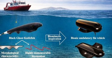 Найдивніша риба плаває не згинаючись: рухи стануть проривом у світі підводних апаратів