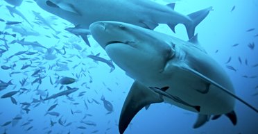 Туристка пыталась сделать селфи с акулой: та откусила ей руки