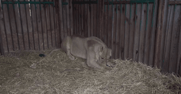 Ракета упала недалеко от вольера: в Киеве в результате обстрелов пострадала львица (видео)