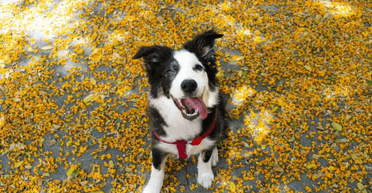 Возможно, с вашей собакой стоит быть осторожным: эксперт рассказала, какая порода ее пугает (видео)