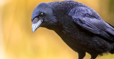 Самые злопамятные птицы в мире таят обиду невероятно долго: ненависть может пережить самих птиц