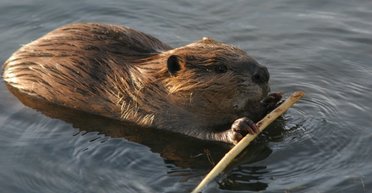 На Прикарпатті сусіди ледь не побилися через витівку бобрів-переселенців (відео)