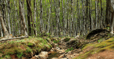 Охороняли дитину: зниклу дівчинку знайшли в лісі в оточенні домашніх собак