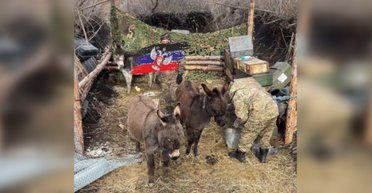 Помощь от Минобороны: ВС РФ возят грузы на ослах и придумали им камуфляж (фото, видео)