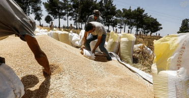 Торгуют со всем миром: Россия начала экспортировать рекордные объемы зерна