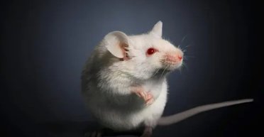 В Японії зламали геном мишей: тепер їхня печінка виробляє препарат, схожий на Оземпік