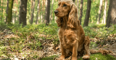 Одну популярную породу собак лучше не заводить в семье: дрессировщик объяснил причину