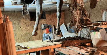 Ноги у стелі: кінь провалився крізь підлогу стайні та застряг між поверхами (фото)