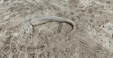 Мама с ребенком наткнулась на загадочное морское существо без глаз (фото)