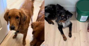 Ранок почався з таємниці: три собаки влаштували зустріч із несподіваним гостем у коморі