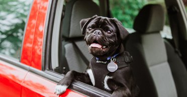 Вихованці оцінять: названо найкращі автомобілі для власників собак (фото)