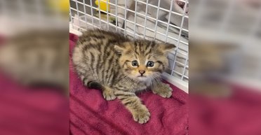 Мужчина подобрал брошенного котенка, но оказалось, что это свирепый лесной хищник