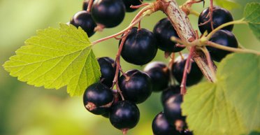 Війна з чорною смородиною: вирощування ягоди заборонили на століття, що сталося