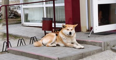 Хатико из Запорожья: в сети рассказали историю пса, который ждет хозяина с войны (фото)