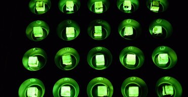 Наука винайшла чарівний ліс: кожне дерево в ньому світитиметься зсередини (відео)