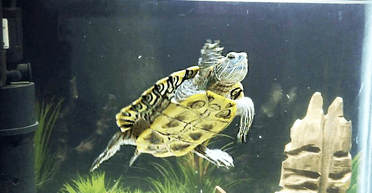 Разом 38 років: черепаха більше не може їсти після того, як злодії вкрали його супутницю